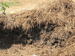 agricultural wastes wheat straw